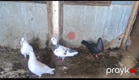 Biri 3 manatdan fikri ciddi olan narahat elesin — Şəki