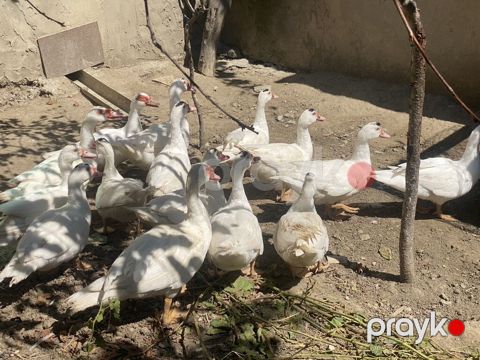 Lavanda lal ördəklər satılır. Hamısı 4 aylıqdır. 2-si ana ördəkdir — Bakı