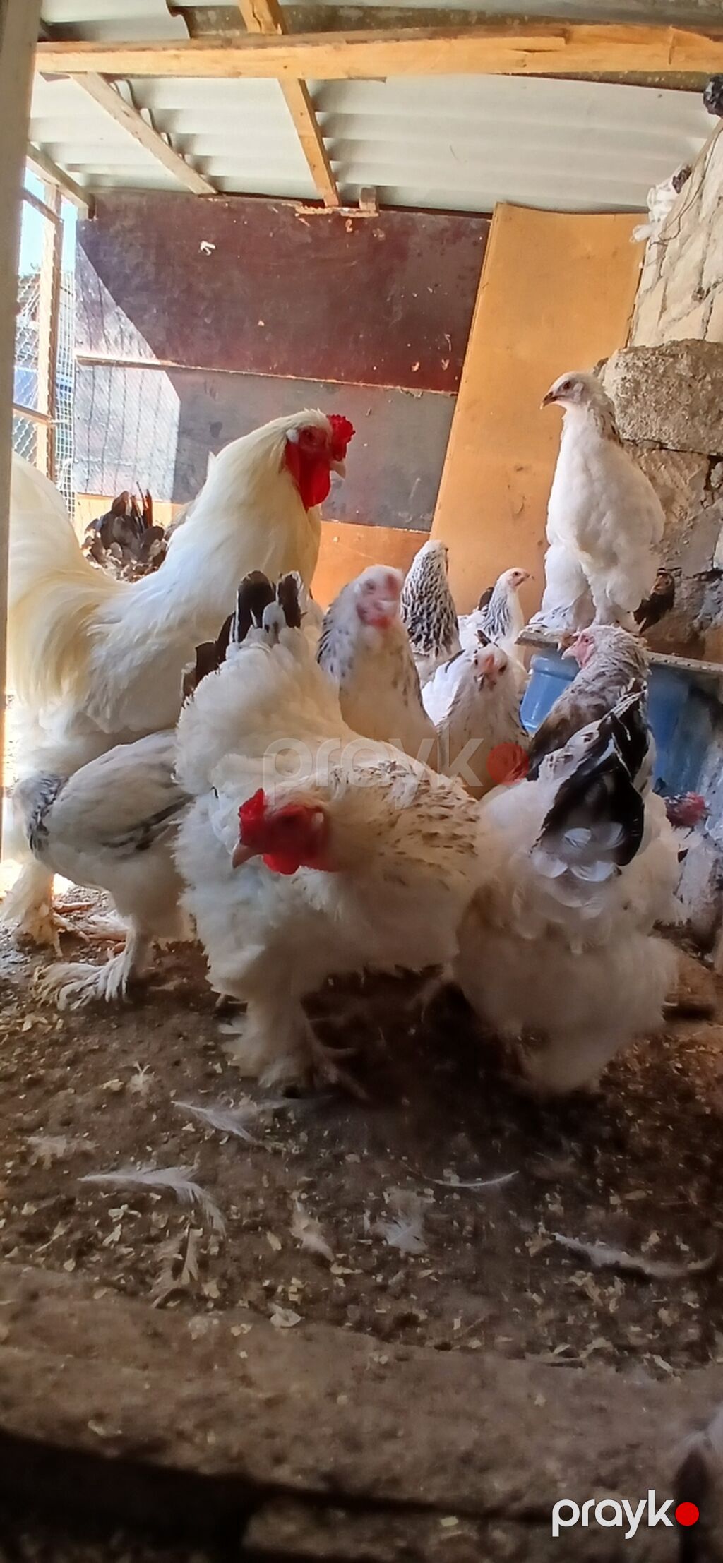 Toyuq, Brama, Damazlıq — Toyuq və xoruz, Bakı (8)