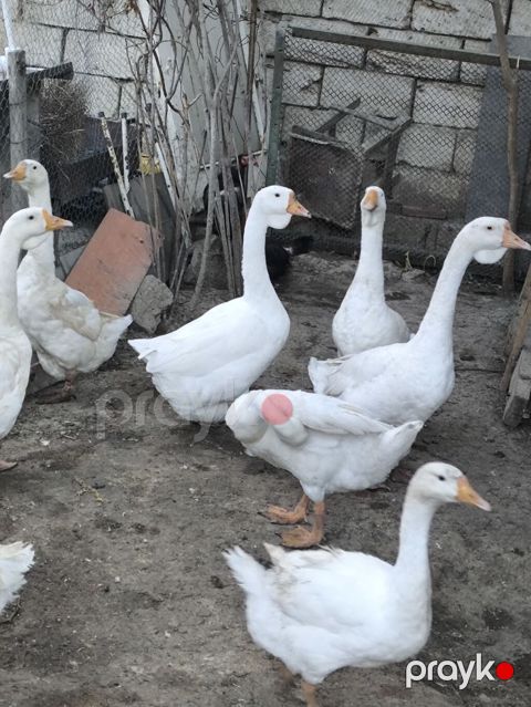 Ağ linda qazlar – boyukler ve balacalar var yerli fermada bəslənmiş — Bakı