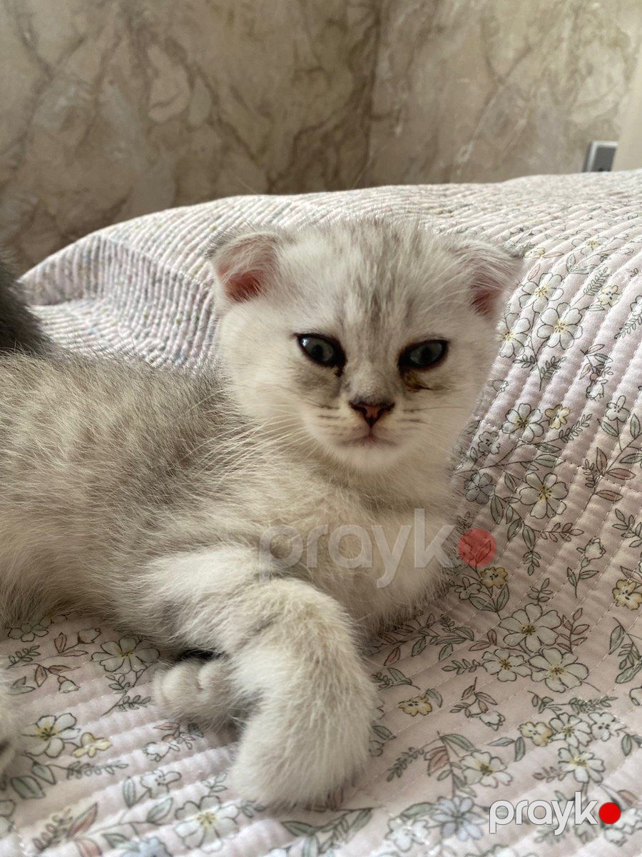 Шотландские котята — Pişiklər, Bakı (10)