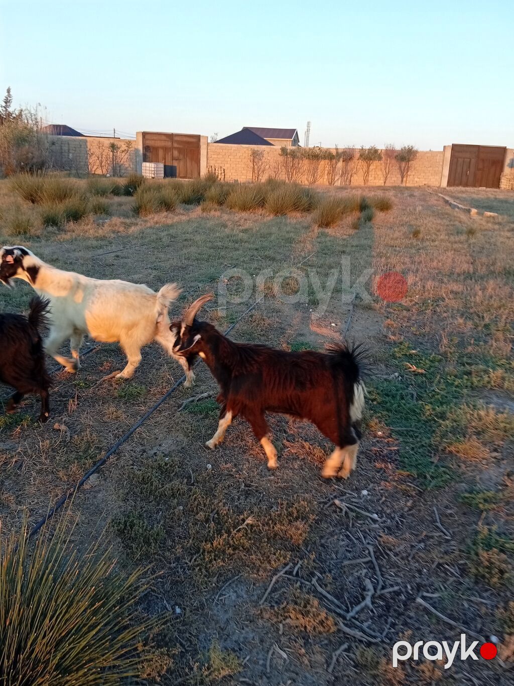Erkək, il: 1, 15 kq, Damazlıq, Ünvandan götürmə — Kənd təsərrüfatı heyvanları, Bakı (10)