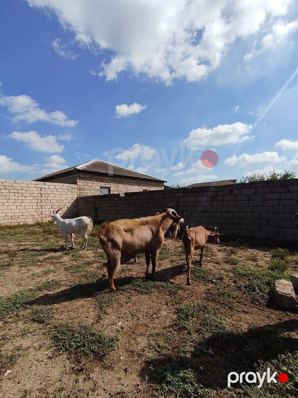 Salam 4 dişi 1 erkey keçi satılır 3 heyvan 3 qarın biri 4 qarın 3 — Kənd təsərrüfatı heyvanları, Digah (3)
