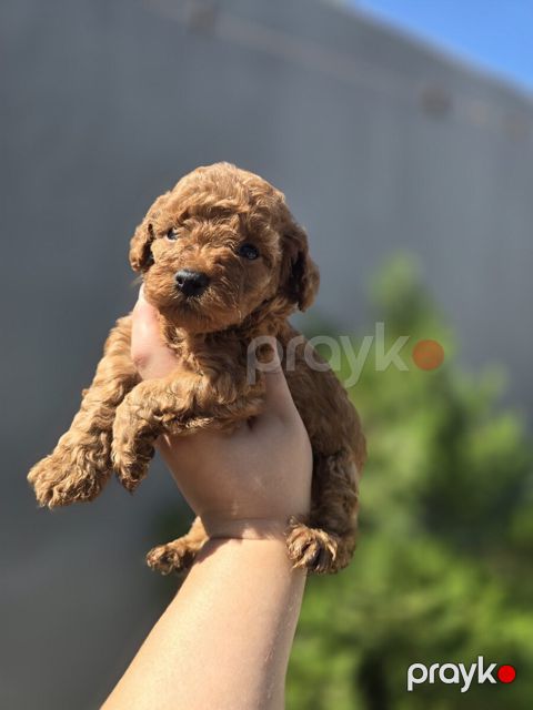 Toy pudel — Bakı