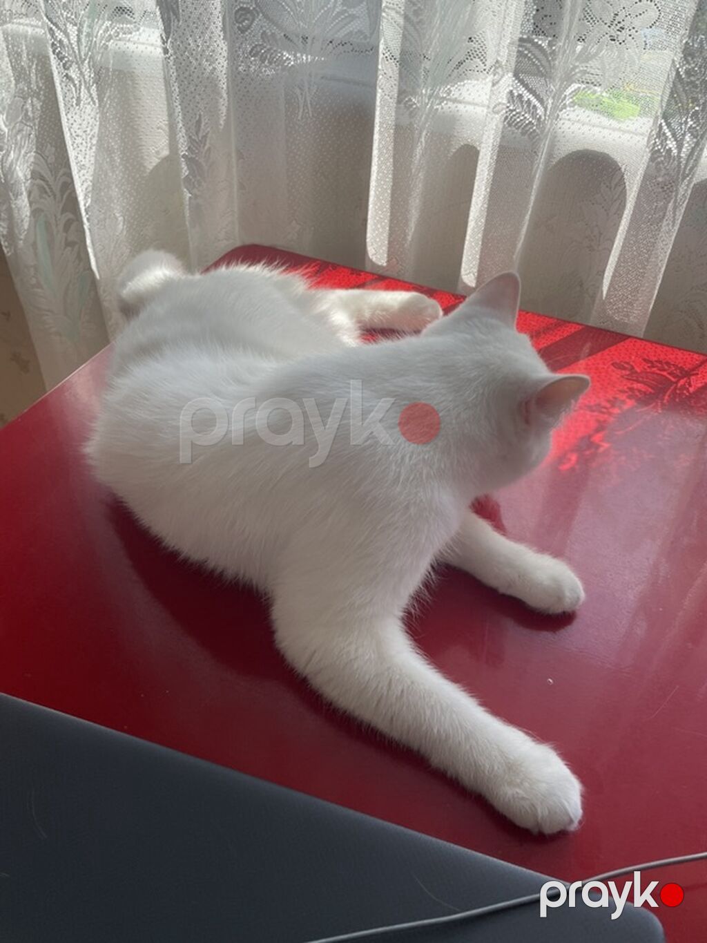 Erkək, Yaxşı əllərə, Ödənişli çatdırılma — Pişiklər, Bakı (2)