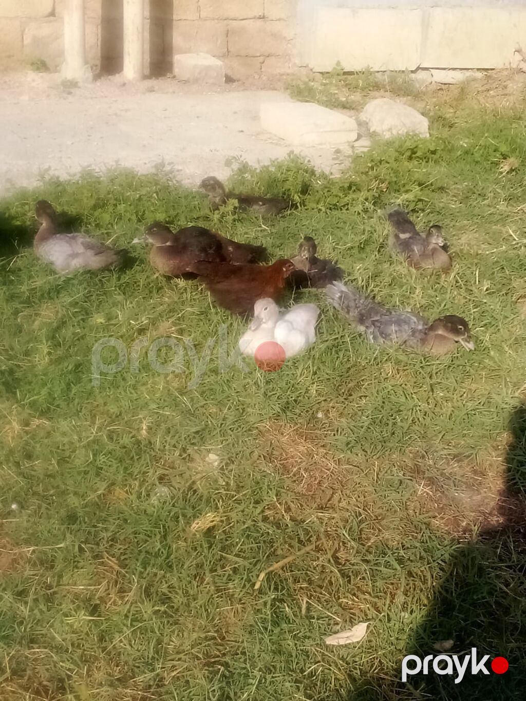 Muscovy ördəkləri – qarışıq rənglərdə balalar - Növ: Muscovy (hind) — Digərləri, Bakı (3)