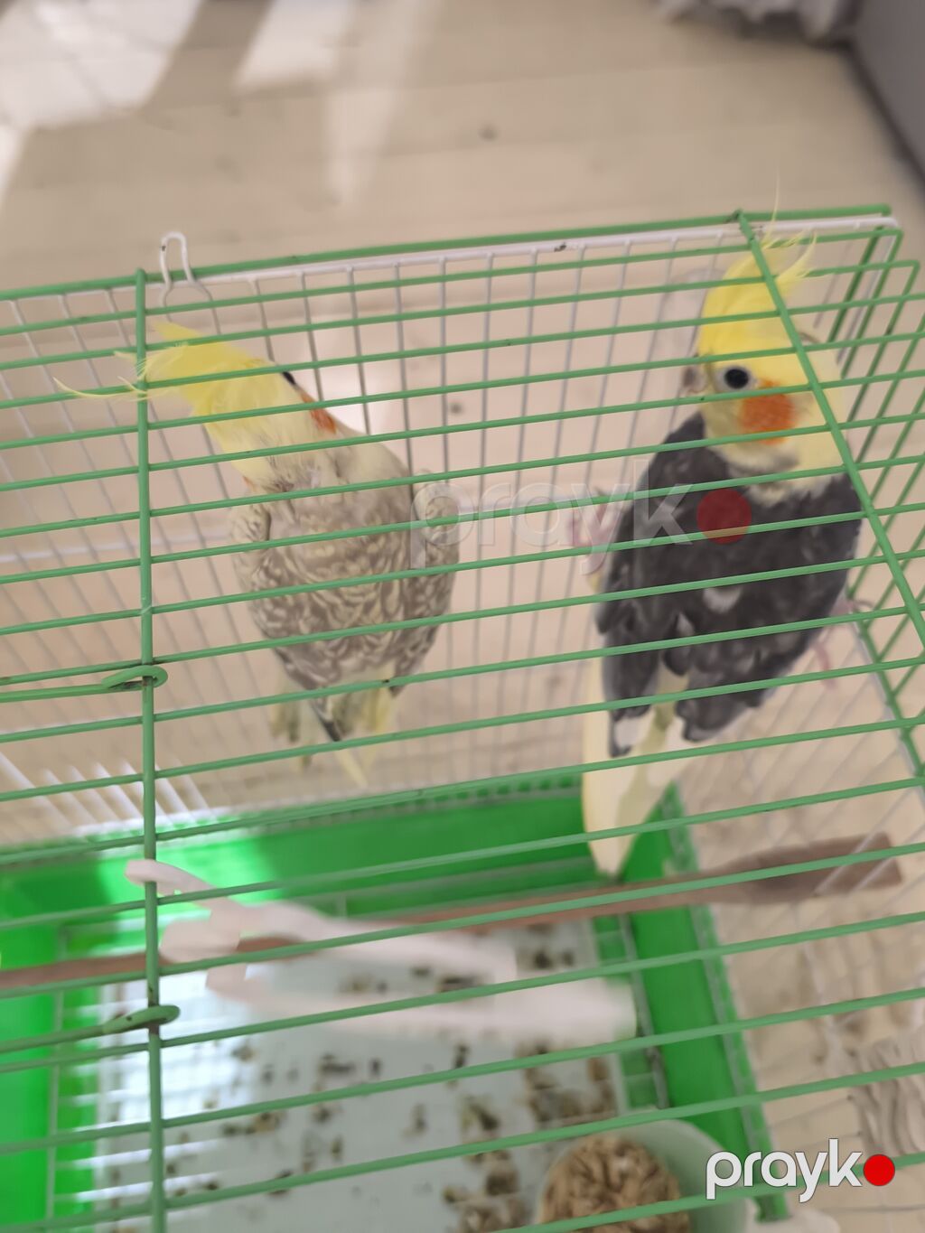 Məhsul: Nimfa paxuxa (cockatiel) cütü və qəfəs Təsvir: - İki ədəd — Qəfəslər, Masazır (3)
