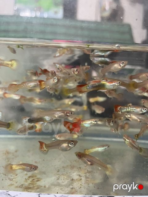 Quppi, Sülhsevər — Qobu