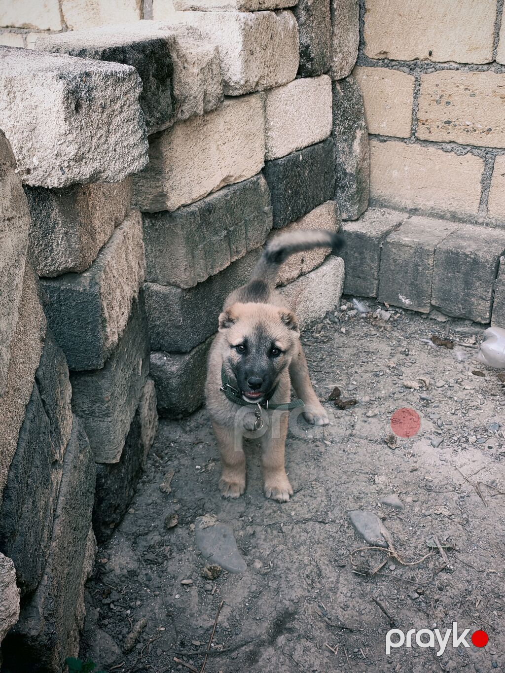 2 ay, Erkək — Köpəklər, Quba (4)