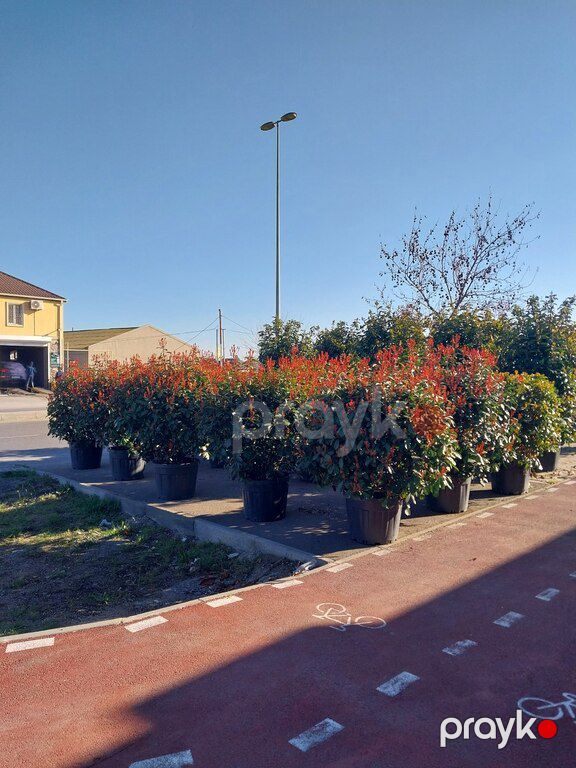 Ağaclar — Bitkilər, Bakı (12)