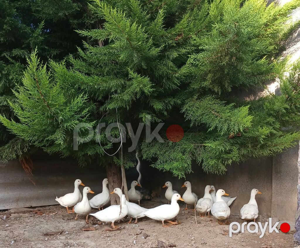 Salam,kalduk ördəkləri satılır.Ağ rəngli kiçik mini — Digərləri, Liman (4)
