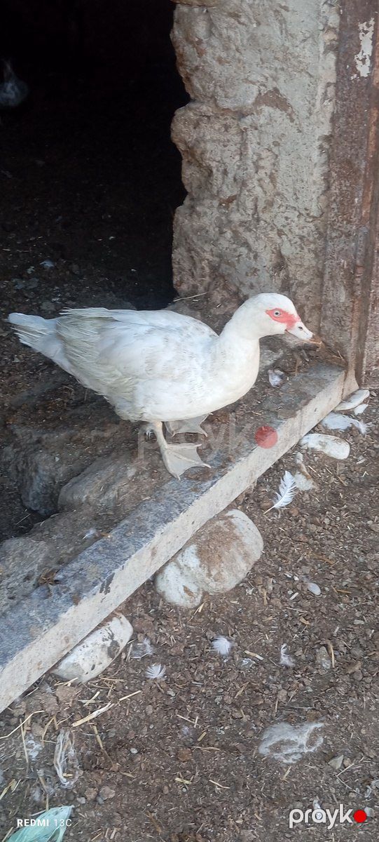 Lal ördəklər — Quşlar, Şamaxı (3)
