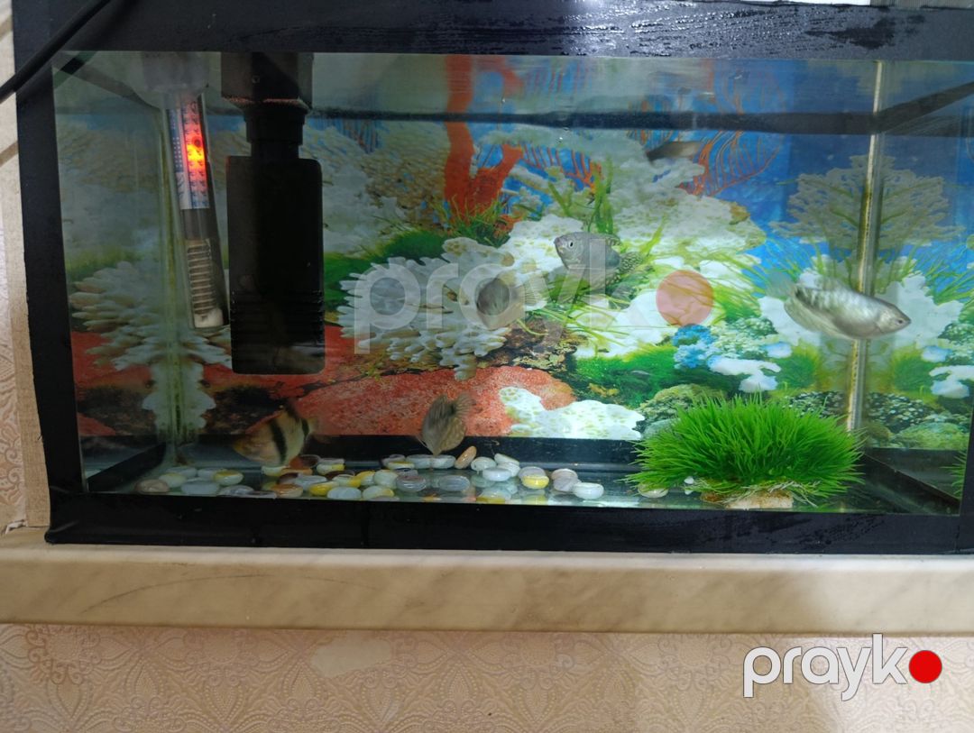 Akvarium və balıqlar — Akvariumlar və balıqlar, Bakı (2)