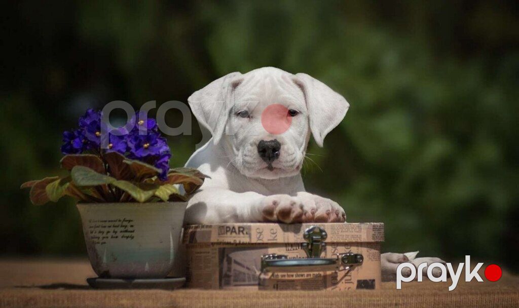 Аргентинский дог — Köpəklər, Bakı (4)