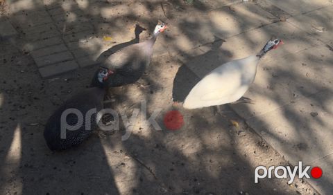 Firənglər (sesarlar) — Bakı