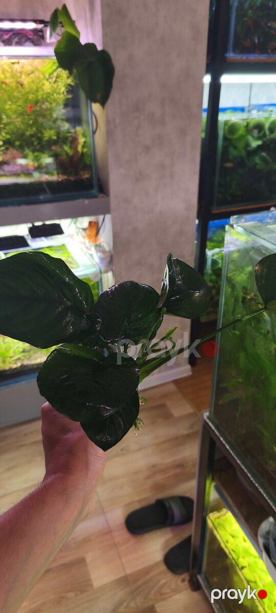 Anubias barteri — Akvariumlar və balıqlar, Bakı (2)