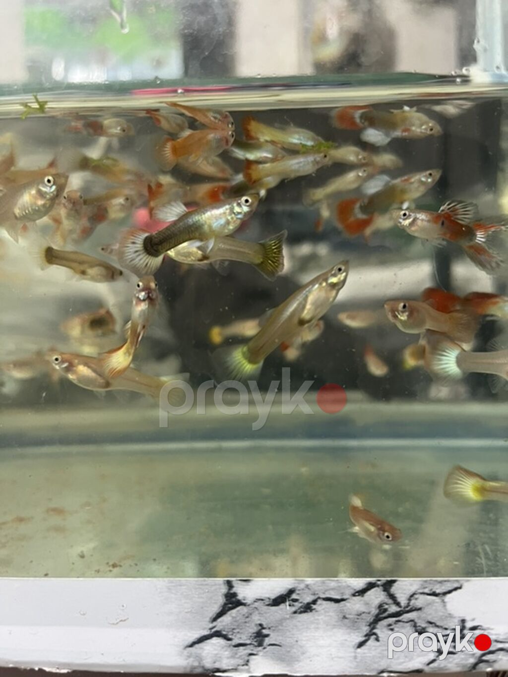 Quppi, Sülhsevər — Akvariumlar və balıqlar, Qobu (3)