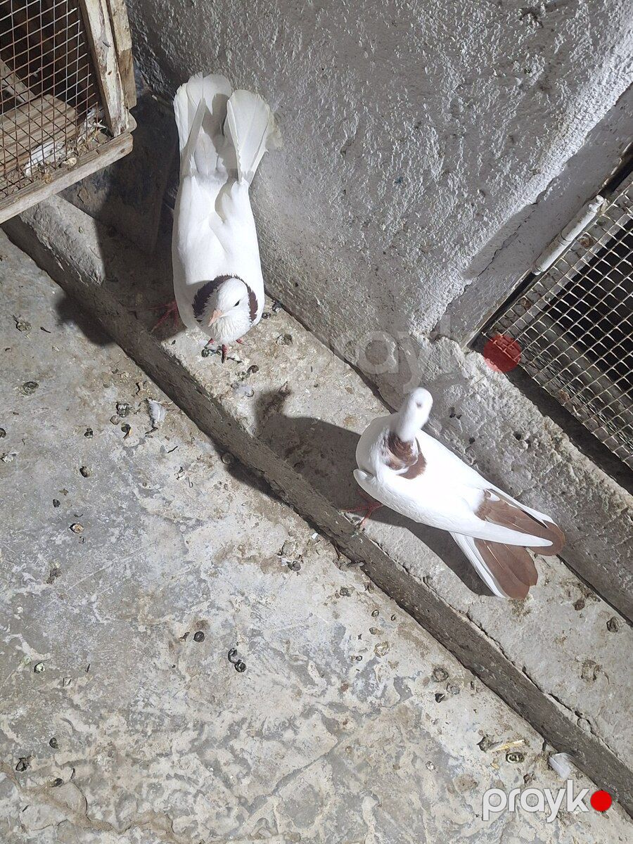 Göyərçinlər — Quşlar, Bakı (4)