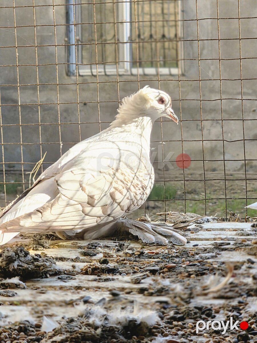 Çayka göyərçin — Quşlar, Bakı (7)
