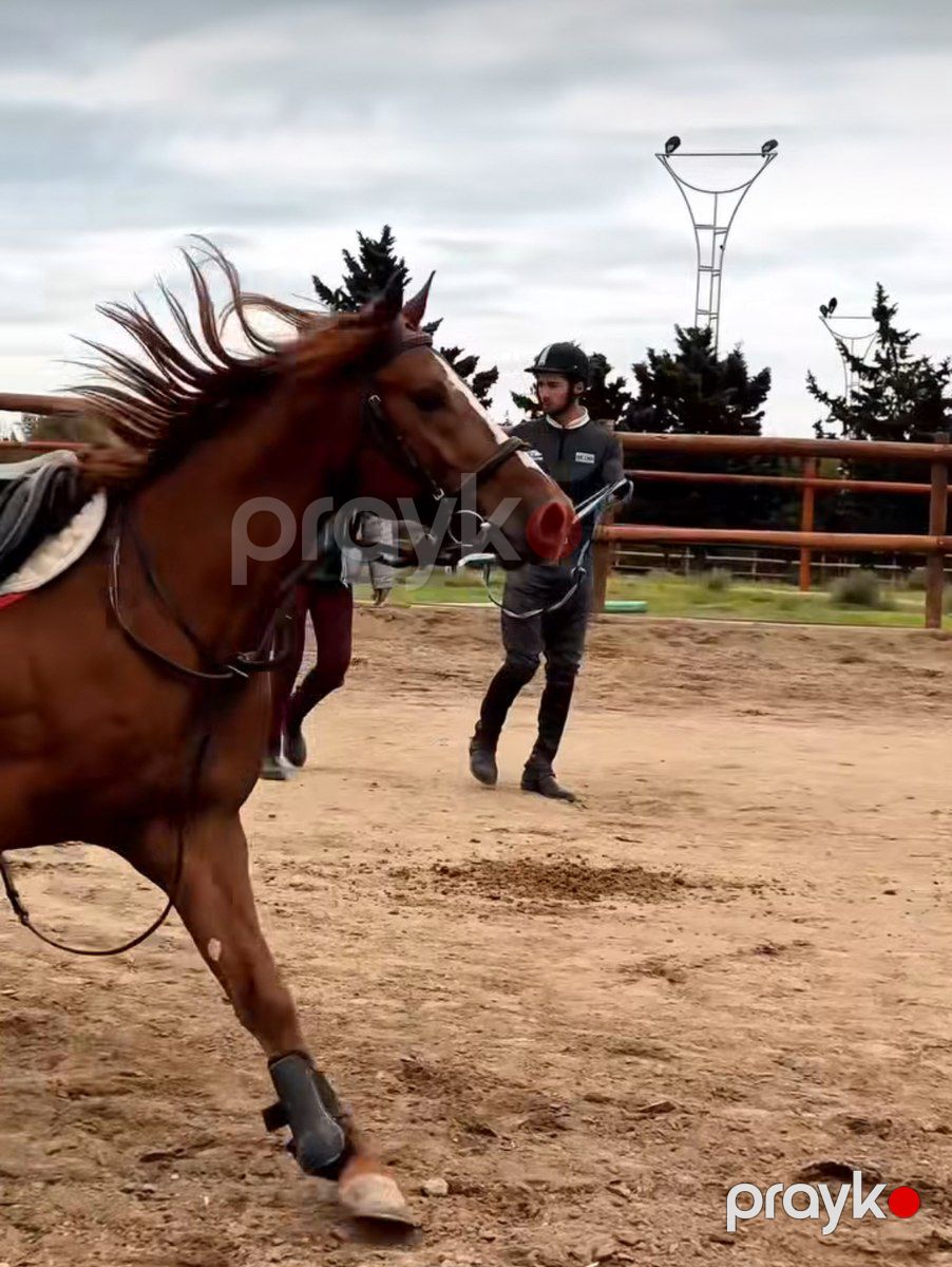 Qarabağ atı — Atlar, Bakı (2)