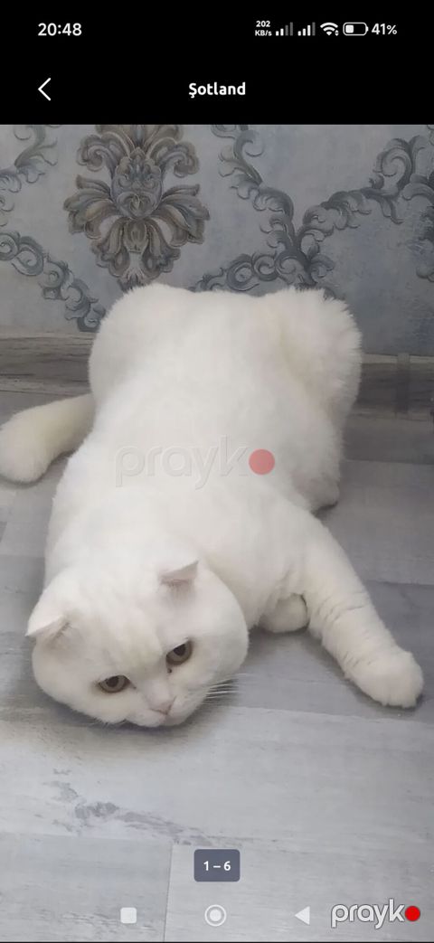 Şotland yastı qulaq, Erkək, Yaxşı əllərə, Ödənişli çatdırılma — Xırdalan