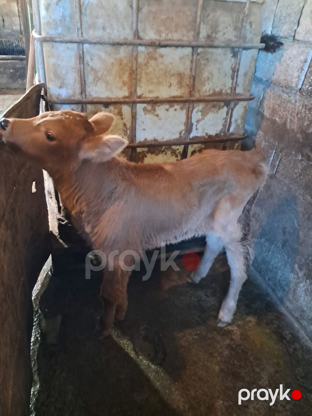 Satlıq buzovlarZiğdadir - Cins/type: Yerli qarışQiıqlar (qara‑ağ alaca — Kənd təsərrüfatı heyvanları, Bakı (4)