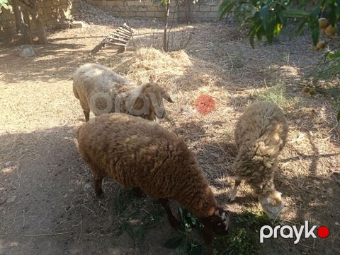 Ana bala və tək quzu bala erkəkdi ünvan mehdiabad — Bakı
