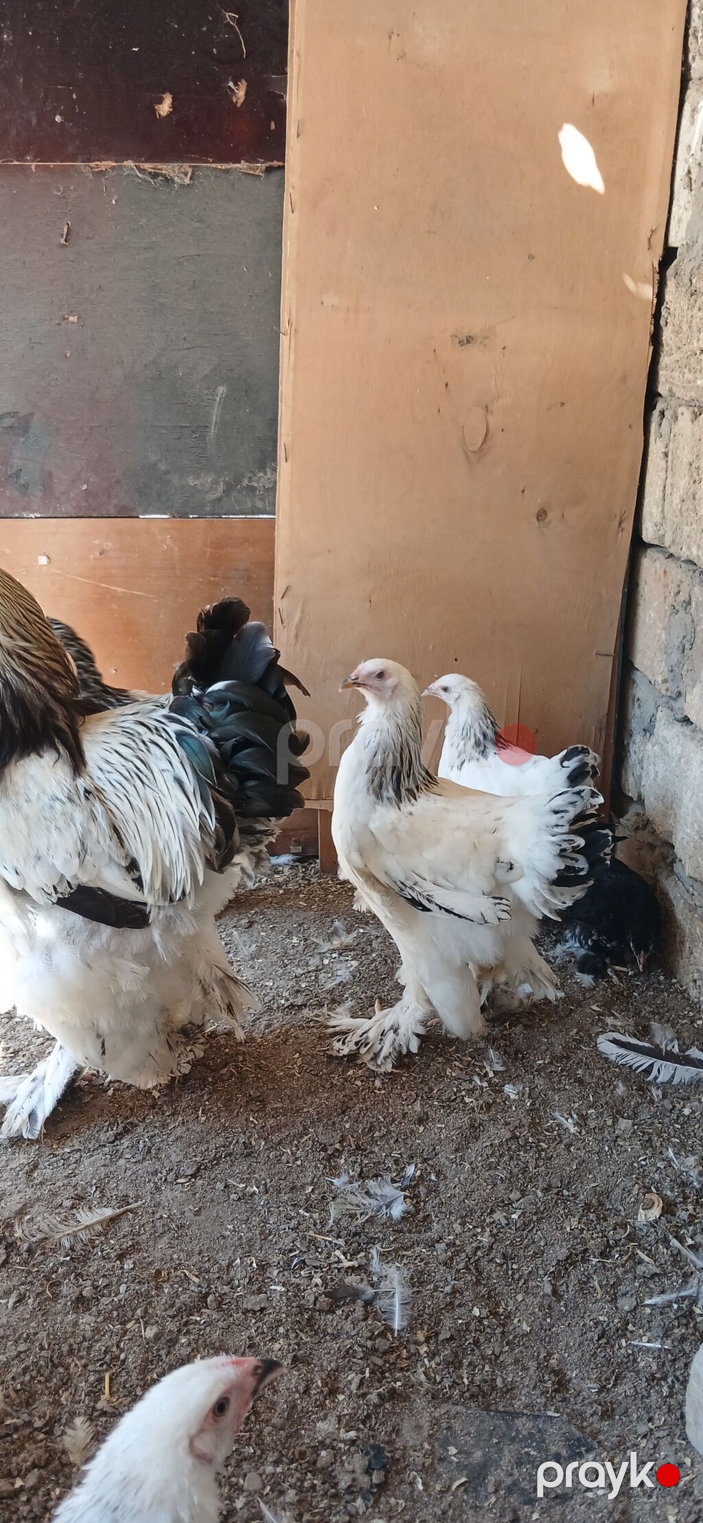 Toyuq, Brama, Damazlıq — Toyuq və xoruz, Bakı (3)