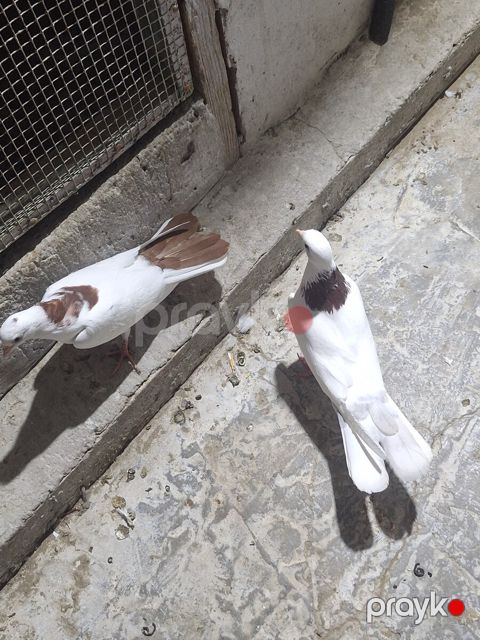Göyərçinlər — Bakı