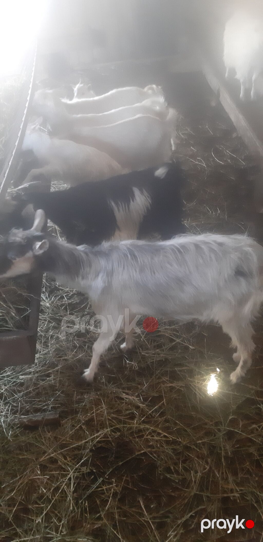 Ağ və rəngbərəng yerli keçilər sürüsü - Məhsuldar süd tipi yerli — Kənd təsərrüfatı heyvanları, Qobu (4)