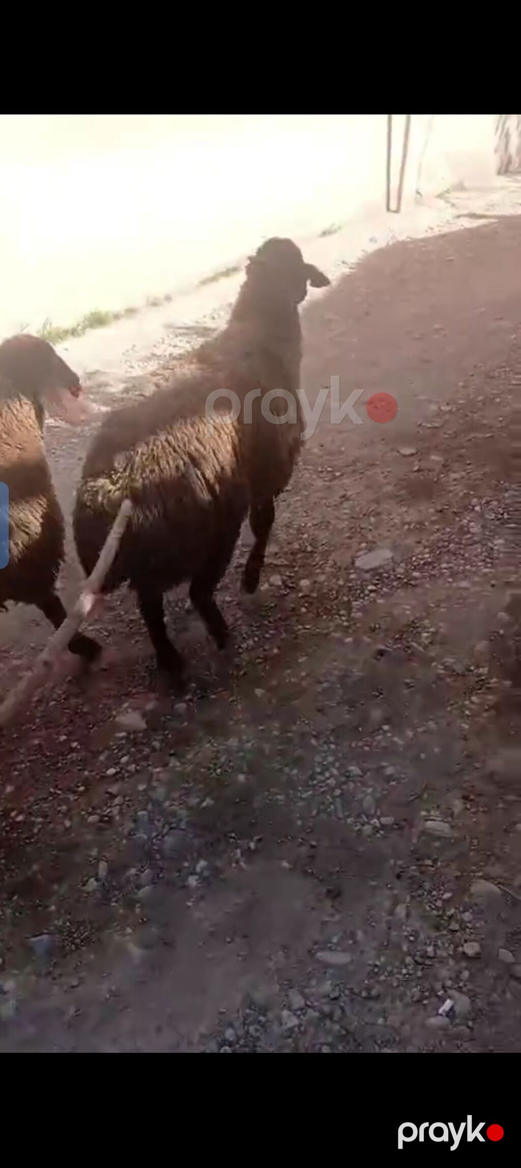 Erkey quzular satılır istəyən olsa yazsın yaylaqdan dünən gəliblər — Kənd təsərrüfatı heyvanları, Xırdalan (2)
