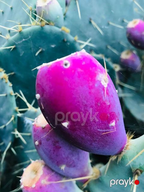 Kilosu 4 manat isdənlən qədər var Məhsul: Opuntia (dikenarmud/çəçələ — Cəlilabad