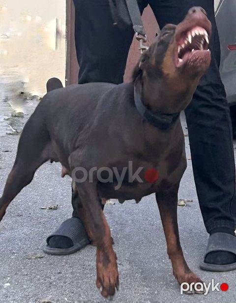Doberman, 3 il, Dişi, Peyvəndli — Bakı