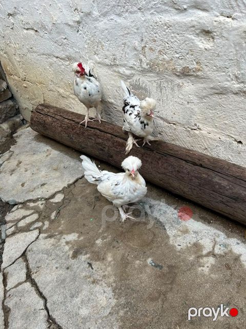 Yaponka xoruzu və fərələr — Bakı