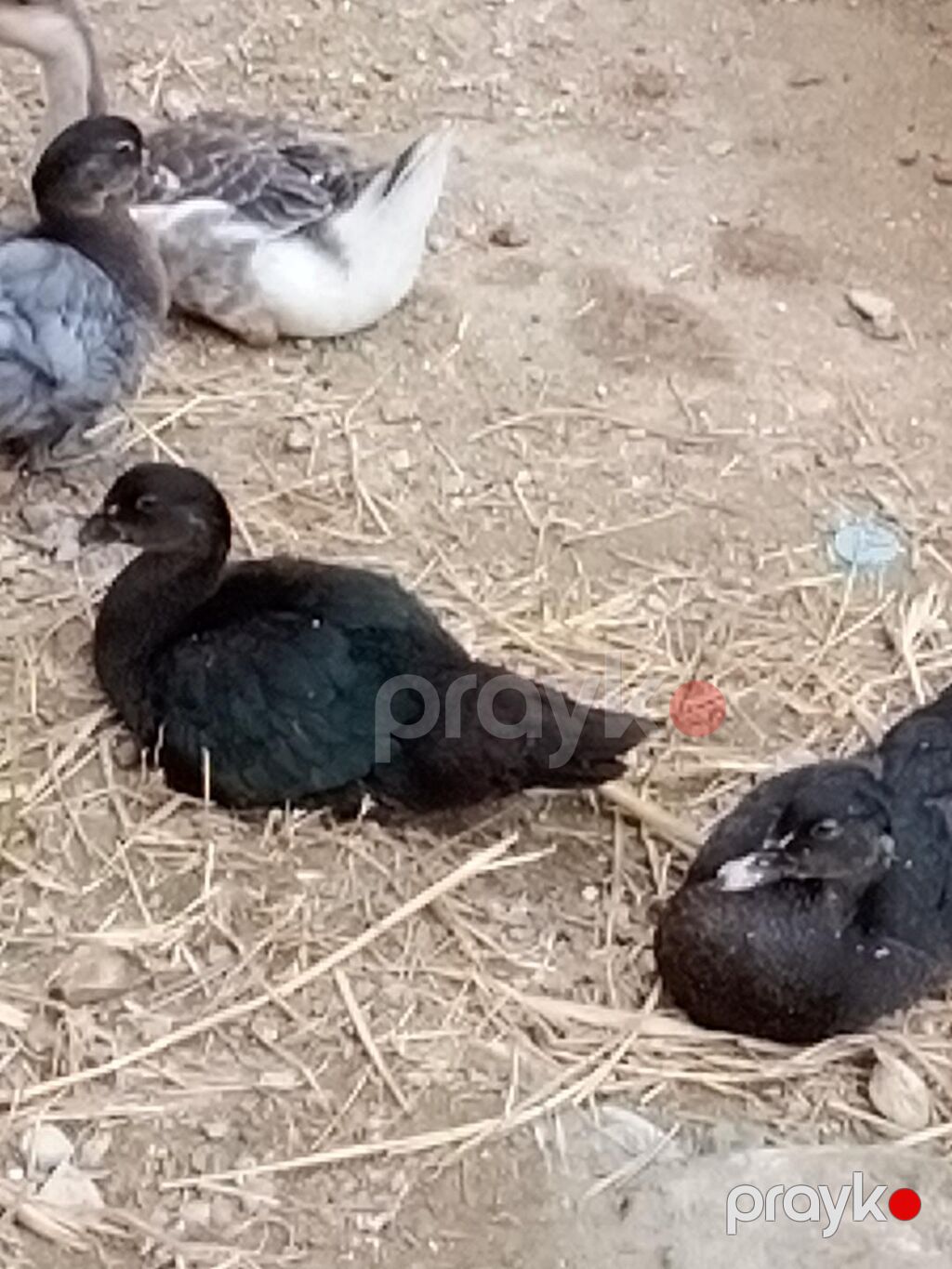 Muscovy ördəkləri – qarışıq rənglərdə balalar - Növ: Muscovy (hind) — Digərləri, Bakı (4)
