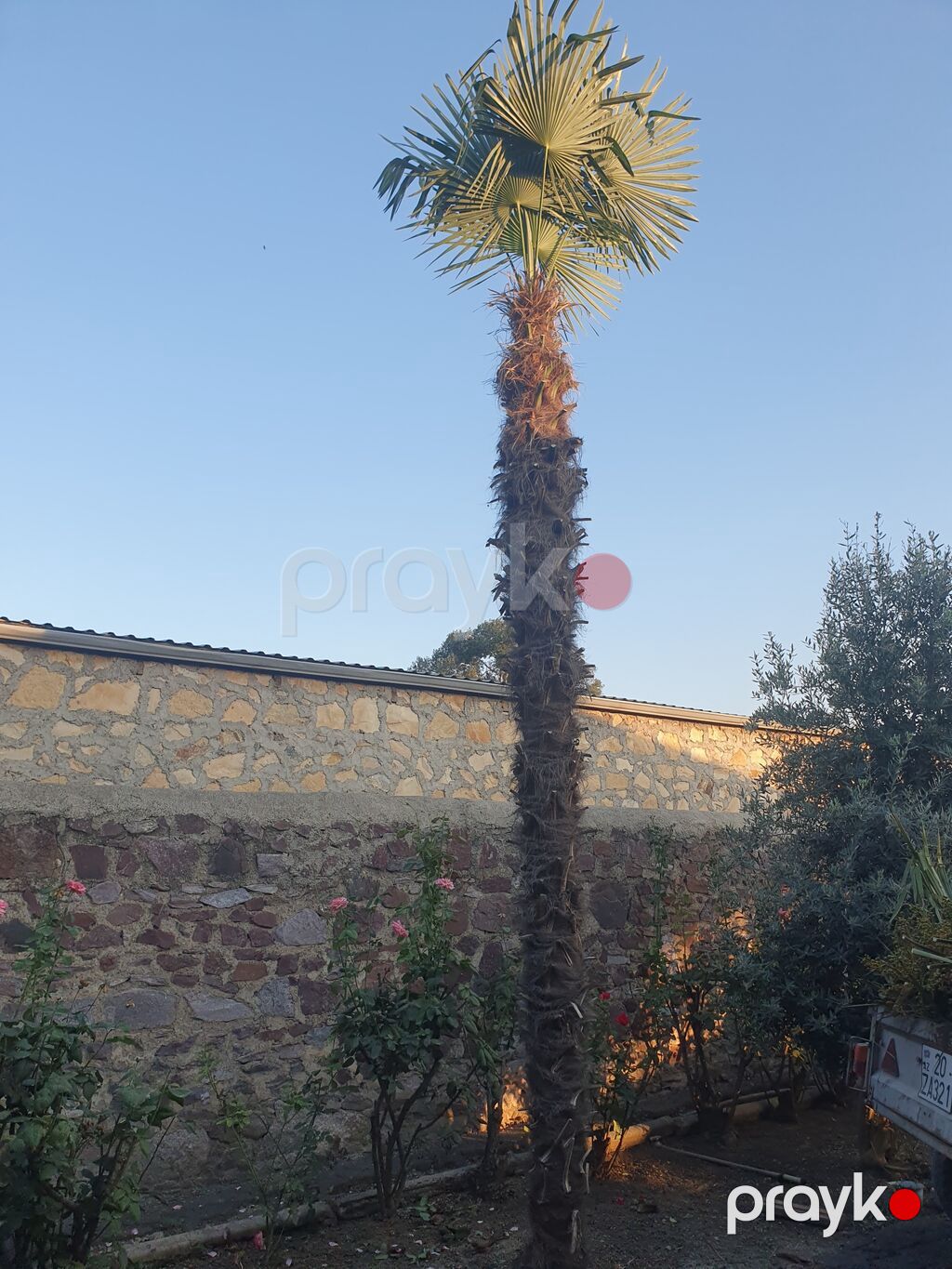 Palma ağacı 7 metirdən hündürdü gəncədədi 2 ədəd qalıb — Ağaclar və fidan, Gəncə (2)
