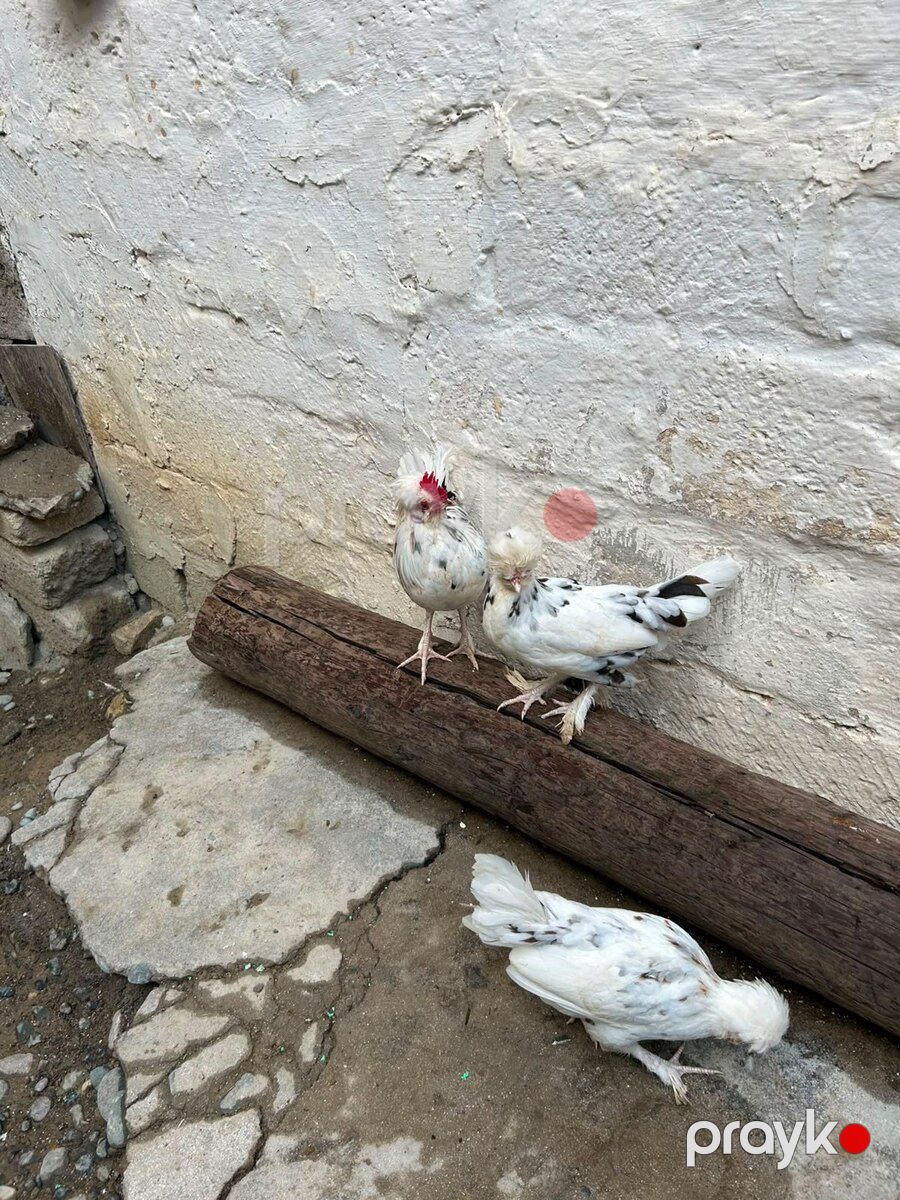 Yaponka xoruzu və fərələr — Quşlar, Bakı (4)
