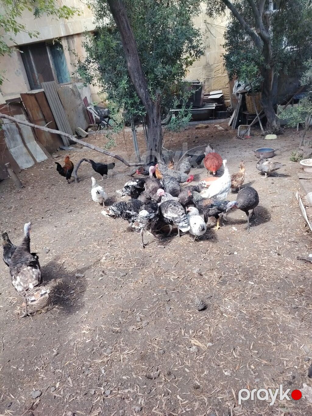 Toyuq, Damazlıq — Toyuq və xoruz, Masazır (9)