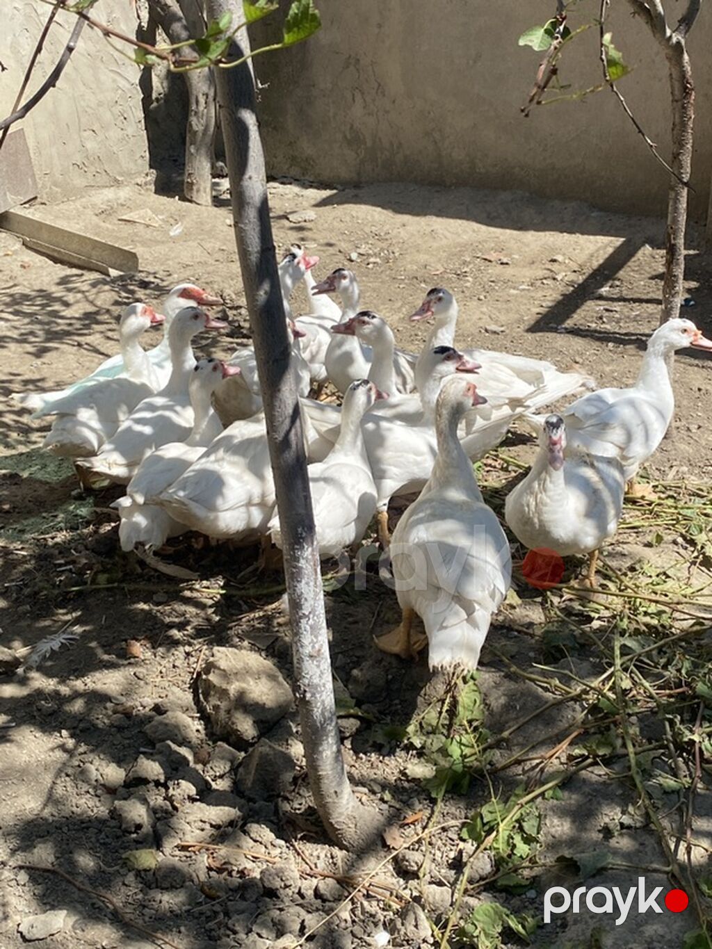Lavanda lal ördəklər satılır. Hamısı 4 aylıqdır. 2-si ana ördəkdir — Digərləri, Bakı (6)