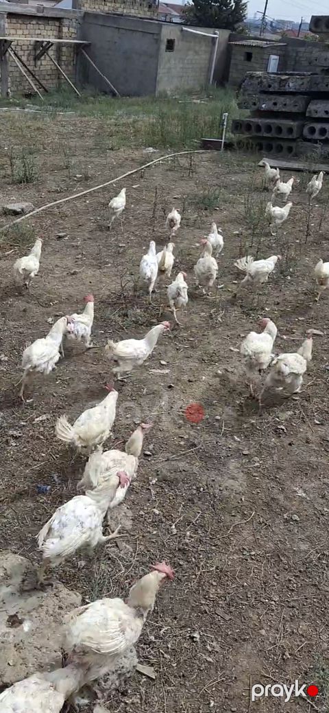 Açıq havada və tövlədə saxlanılan ağ rəngli toyuqlar sürüsü — Bakı