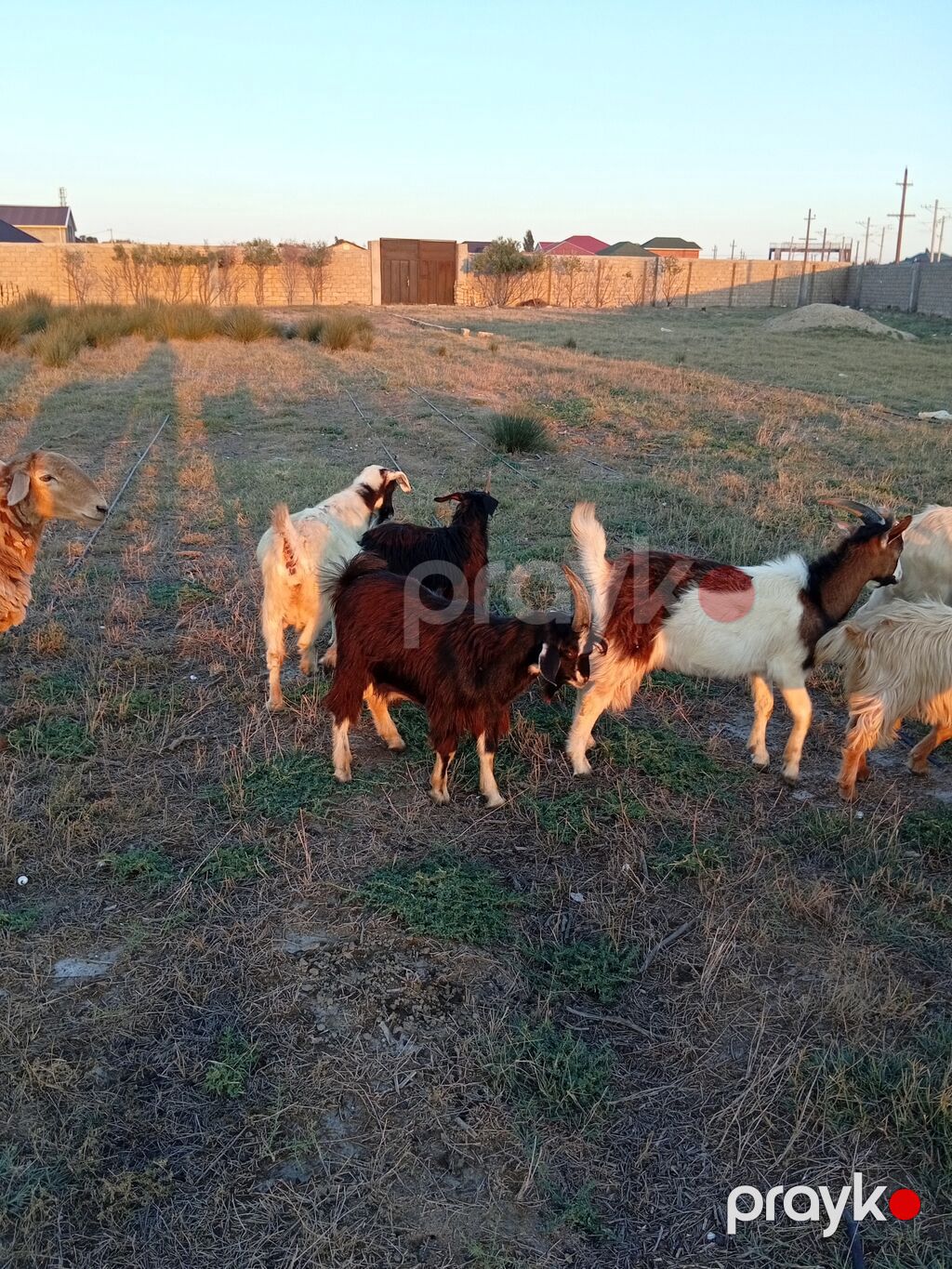 Erkək, il: 1, 15 kq, Damazlıq, Ünvandan götürmə — Kənd təsərrüfatı heyvanları, Bakı (7)