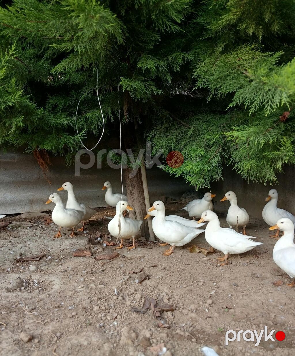 Salam,kalduk ördəkləri satılır.Ağ rəngli kiçik mini — Digərləri, Liman (5)