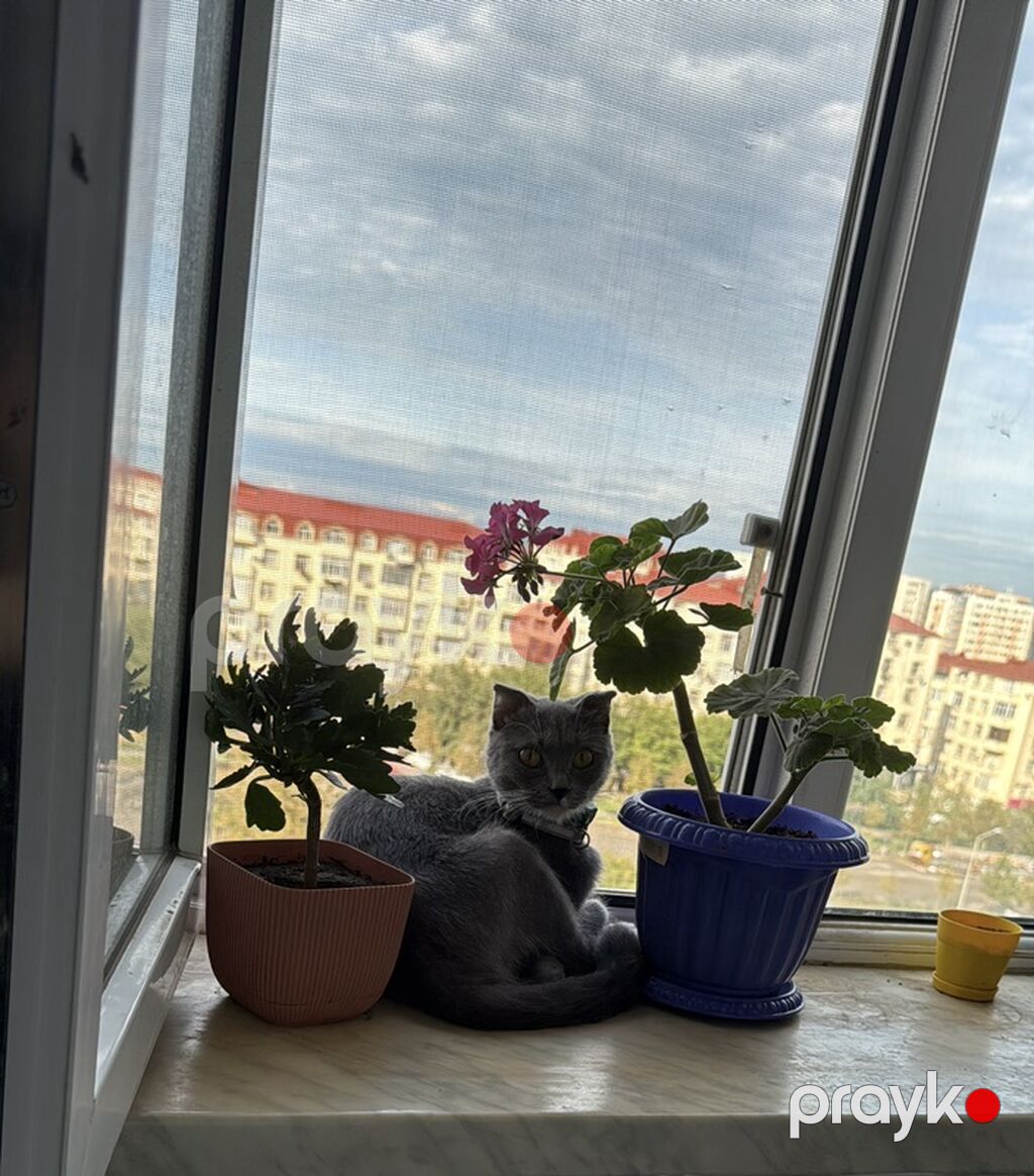 Şotland yastı qulaq, Dişi, Yaxşı əllərə, Ödənişli çatdırılma — Pişiklər, Masazır (3)