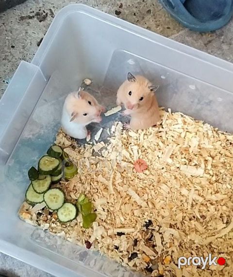 Məhsul: Evdə bəslənən hamsterlər (2 ədəd) xamyaklar Təsvir: - Növ — Digah