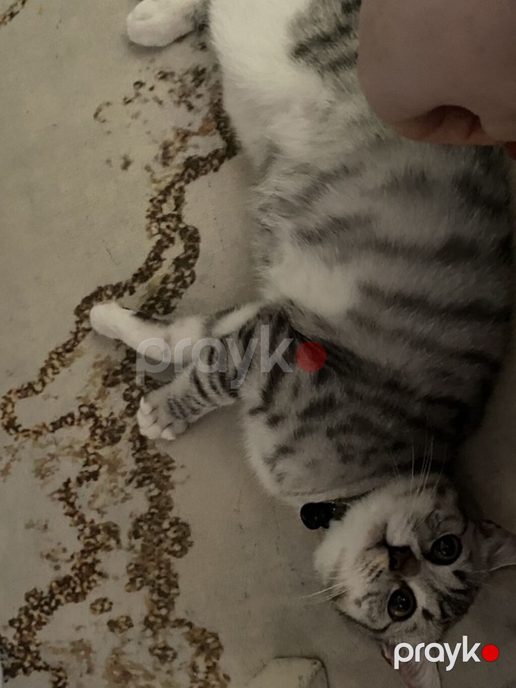 Tabbi — Pişiklər, Digah (2)