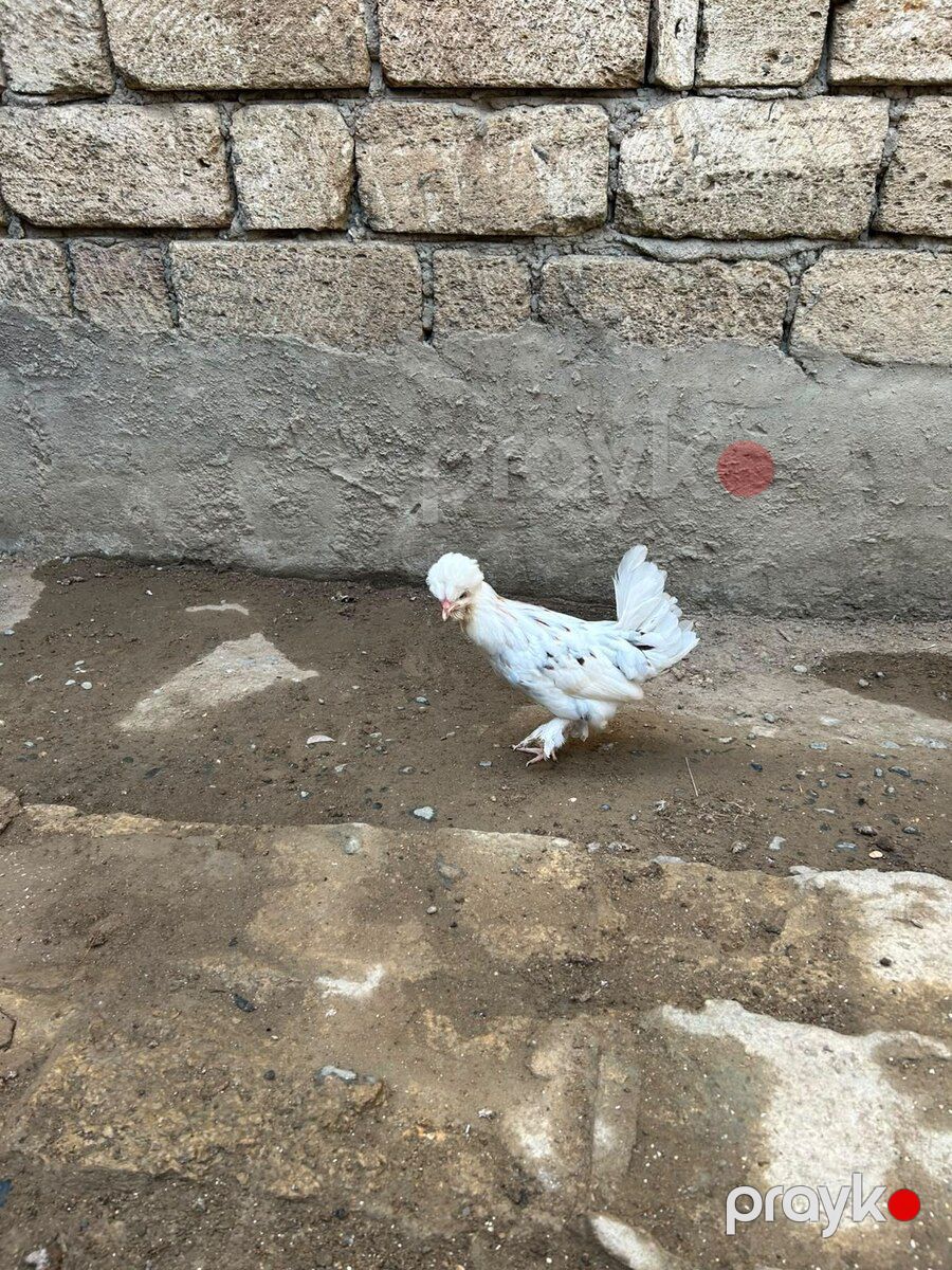 Yaponka xoruzu və fərələr — Quşlar, Bakı (3)