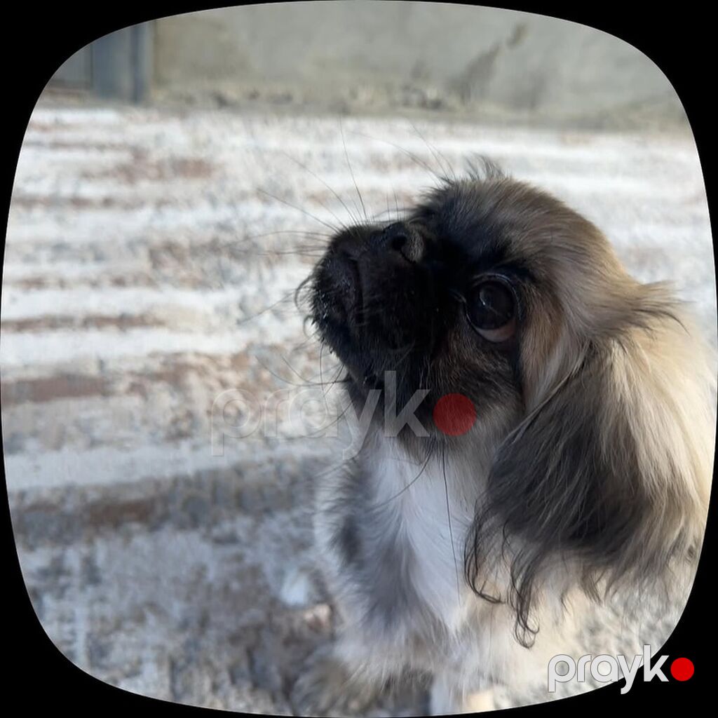 Pekines, 3 ay, Dişi, Peyvəndli — Köpəklər, Gəncə (2)