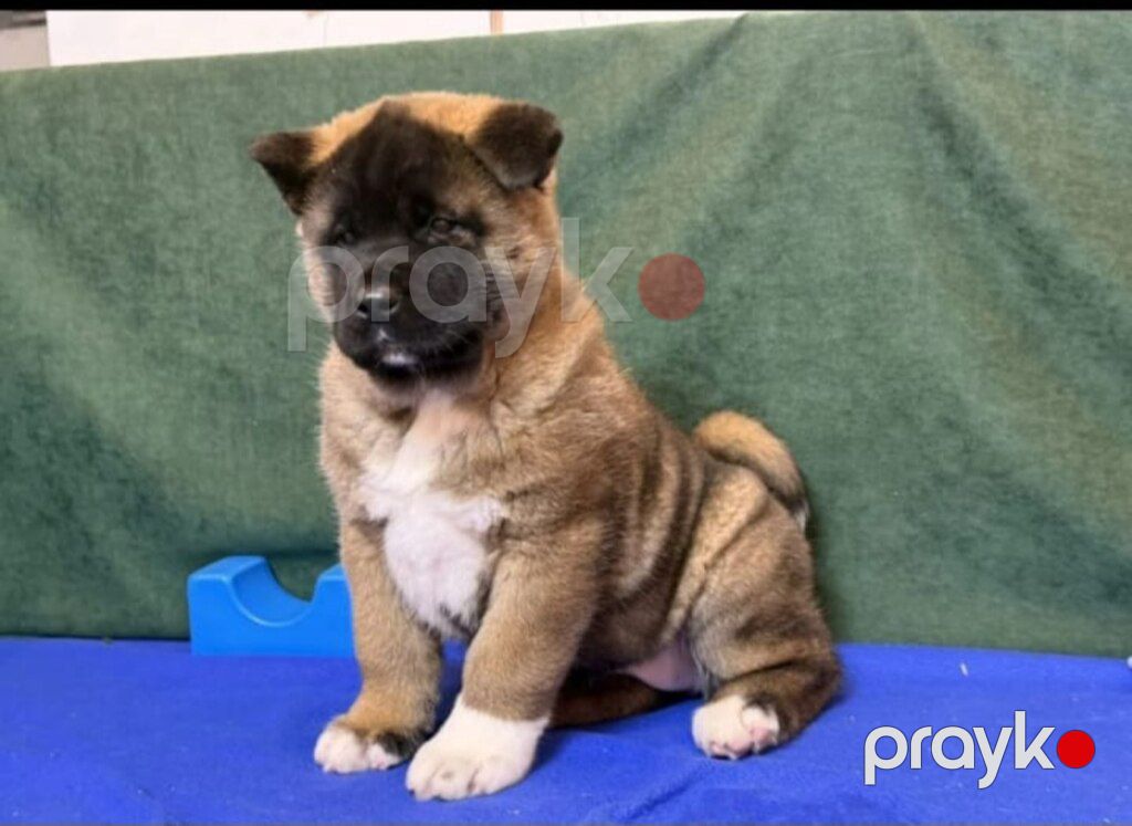 Akita-inu balası — Köpəklər, Bakı (3)