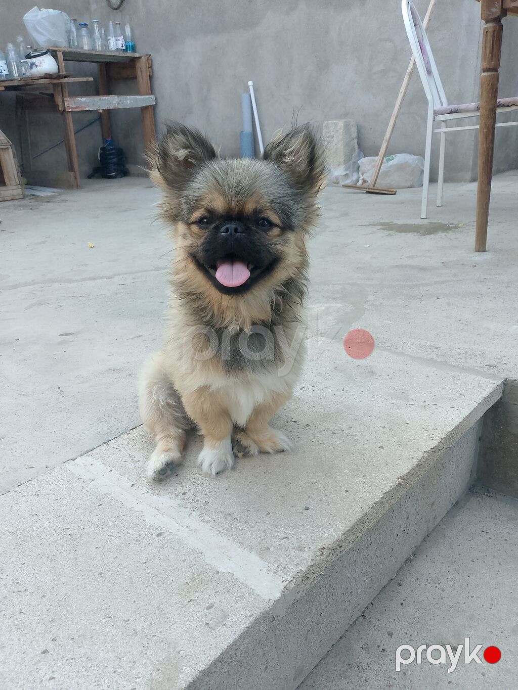 Pekines, 5 ay, Erkək, Peyvəndli, Ünvandan götürmə — Köpəklər, Bakı (4)