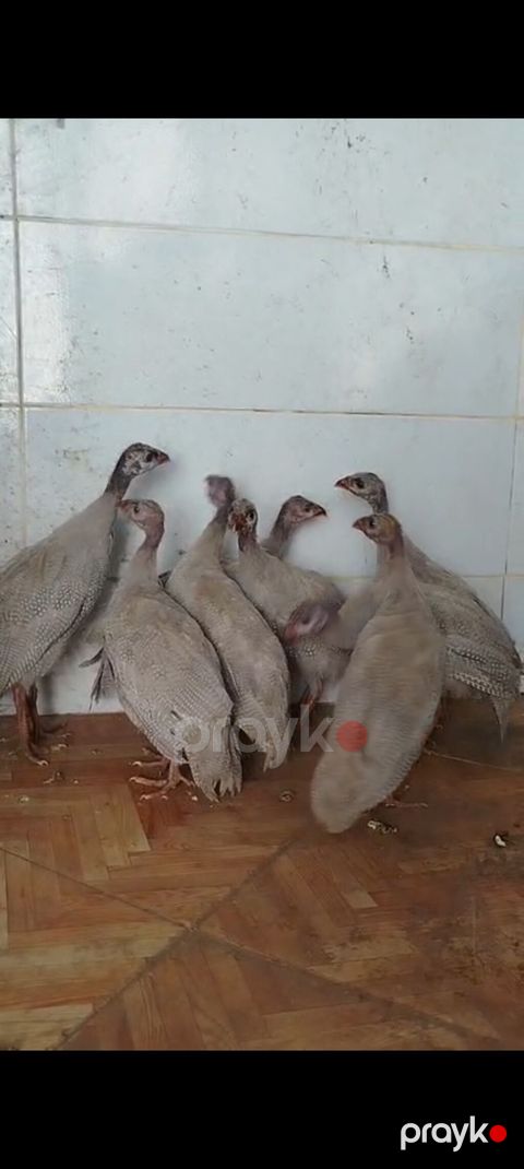 Salam — Göytəpə